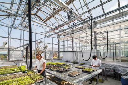 Greenhouse workers with young plants