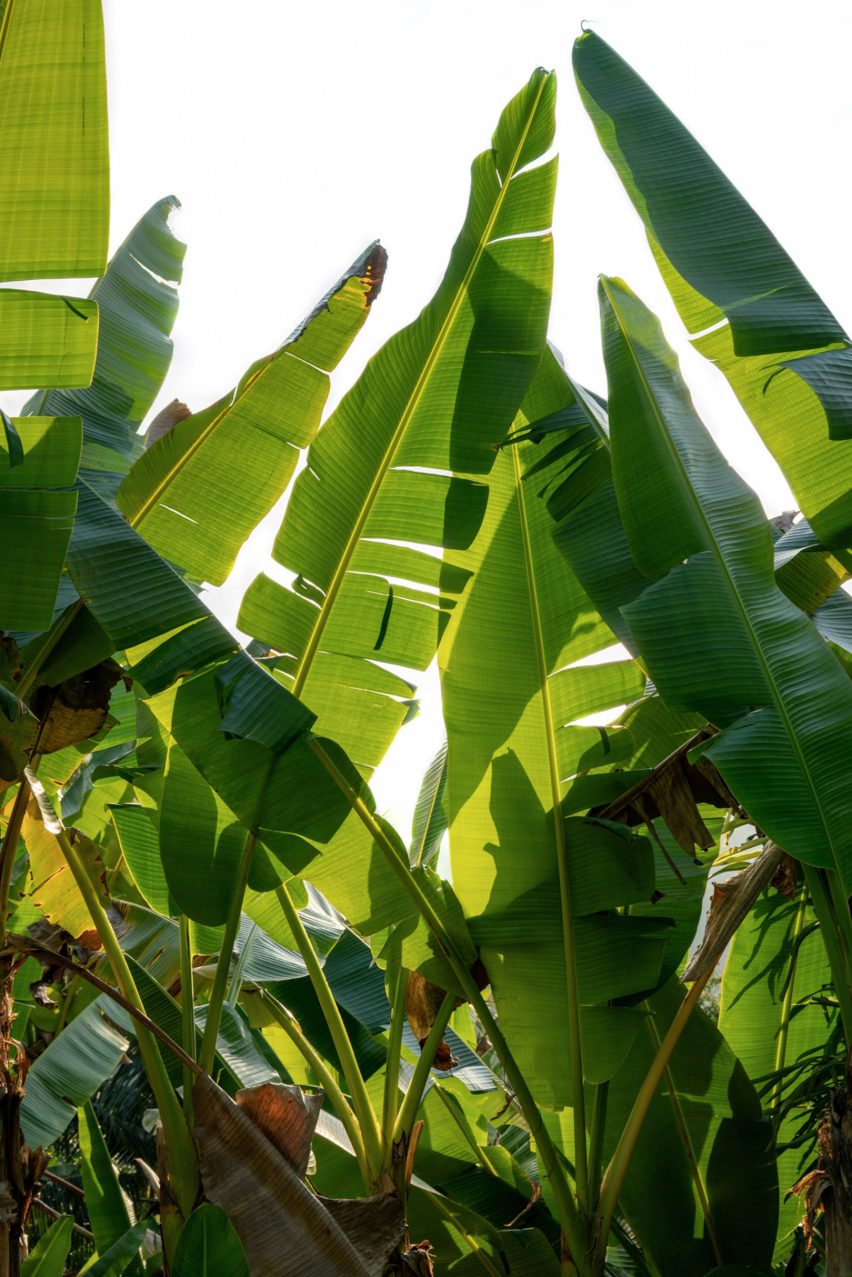 Abaca banana plant