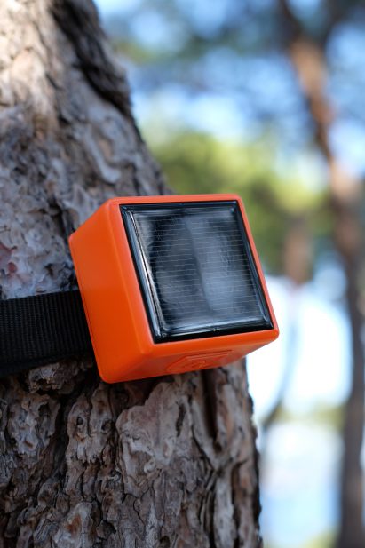 Photo of a ForestGuard device strapped to a tree in a forest