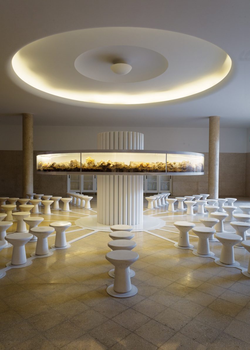Fungi installation argentina