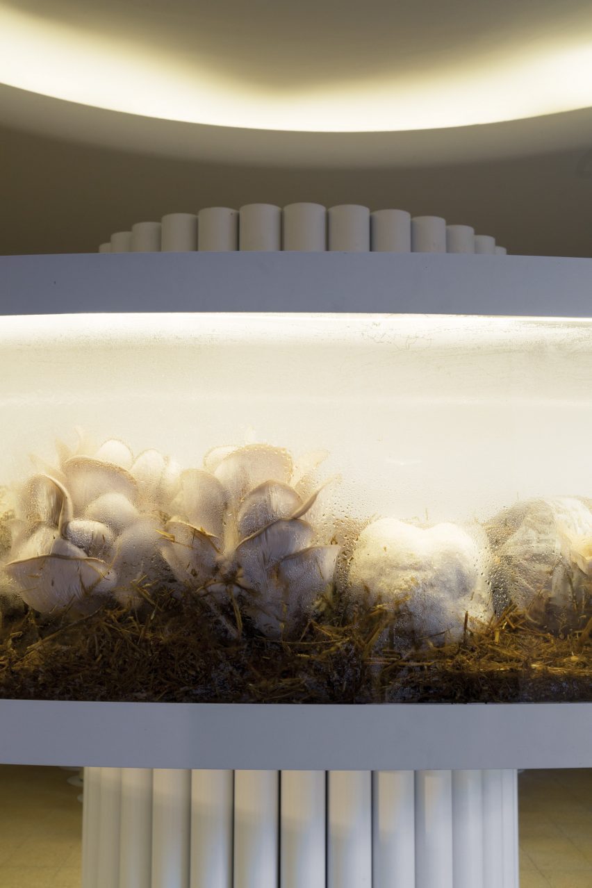 Fungi installation argentina