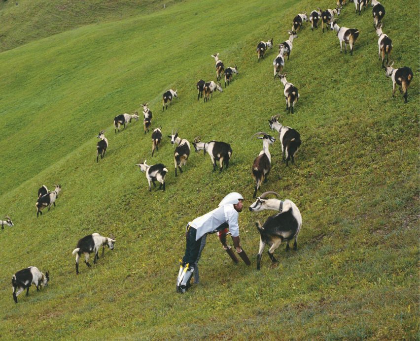 Photo of Thomas Thwaites wearing a contraption that enables him to walk on four legs in a goat-like stance as part of his GoatMan project. He stands within a flock of goats on a steep hill and is appearing to converse with one of them