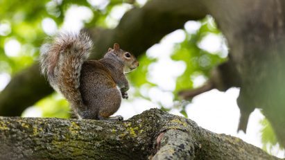 A photo of a squirrel in Hyde Park outside of Tomas Saraceno's exhibition at the Serpentine gallery