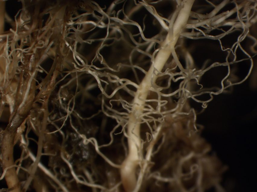 Magnified mycelium roots