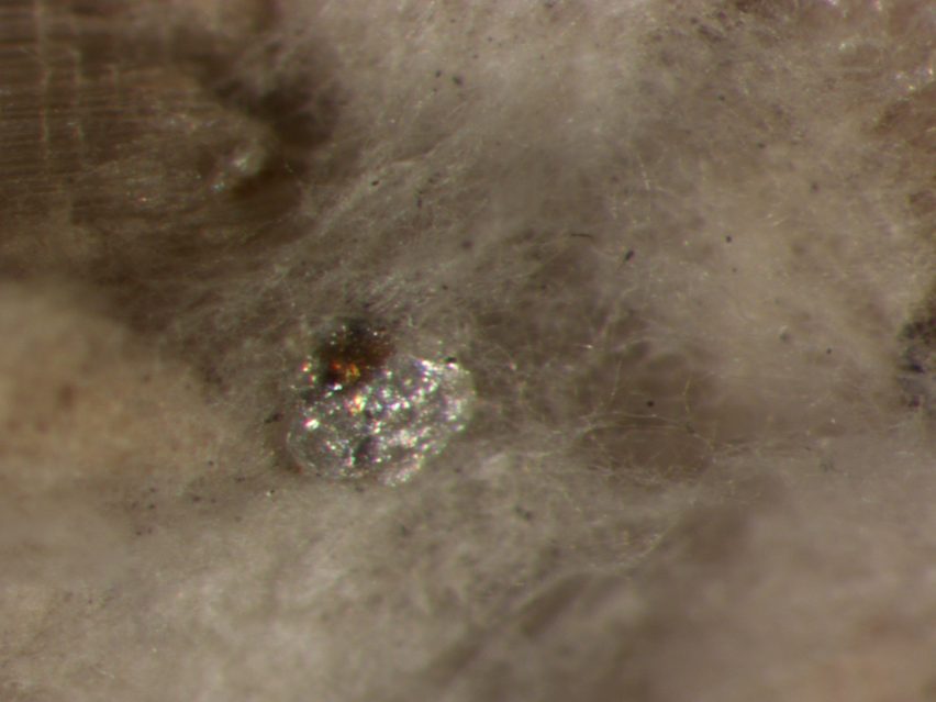 Magnified mycelium roots