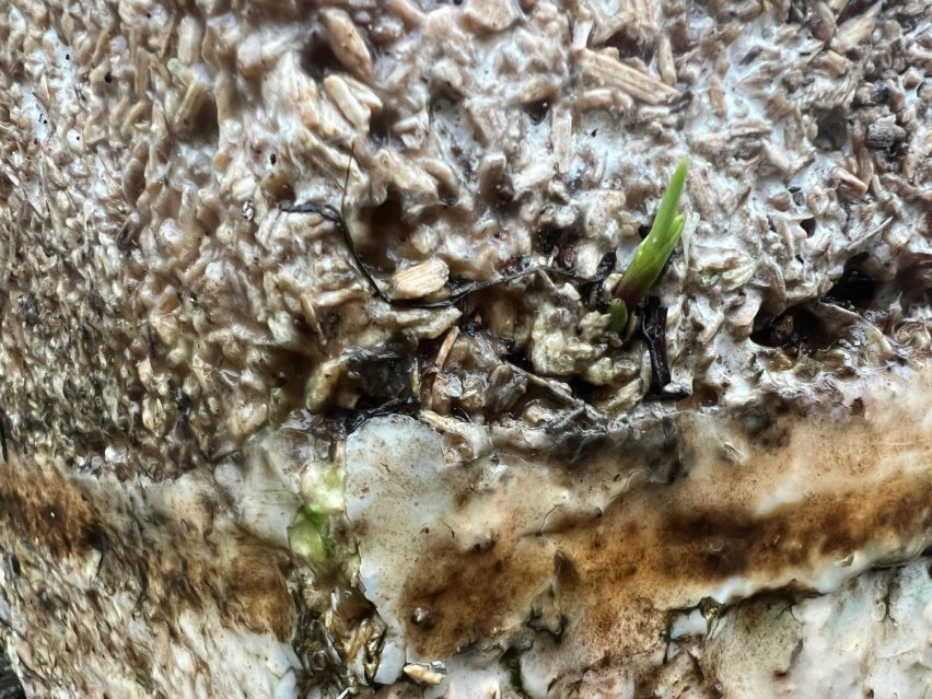 A green sprout poking out from mycelium pod