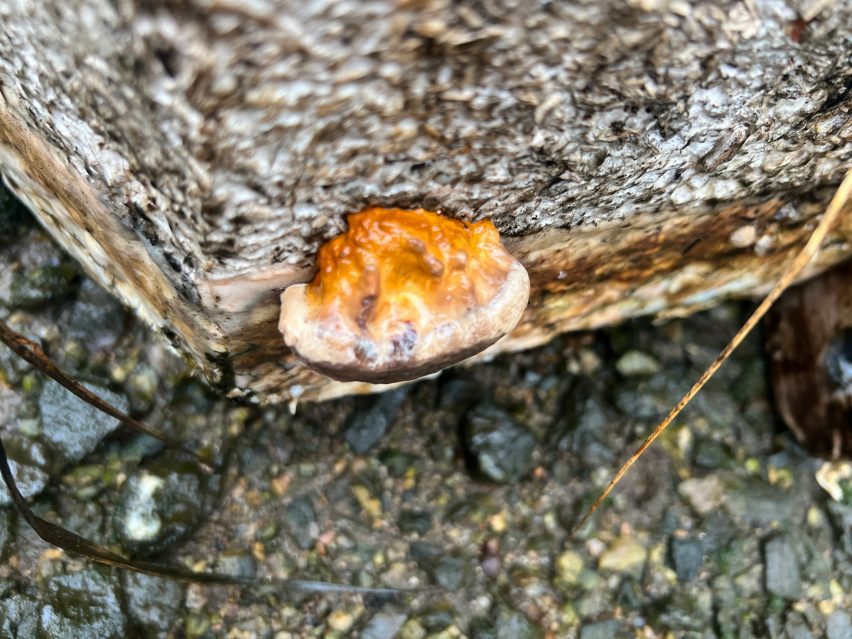 A mushroom sprout poking out from mycelium pod