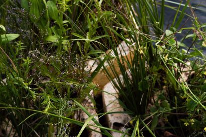 A close up of wetland plants