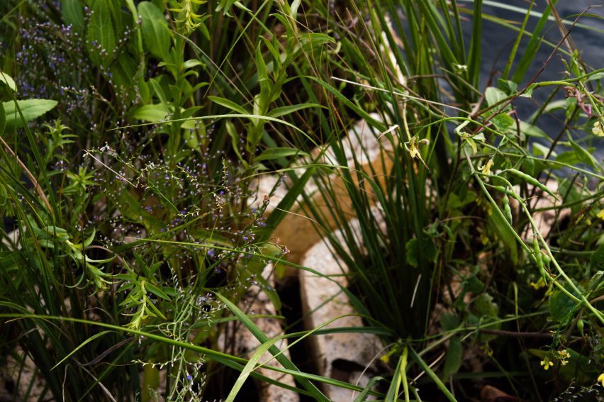 A close up of wetland plants