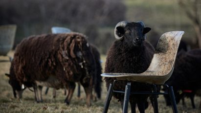 Solidwool creates fibreglass-like chair from sheep fleeces