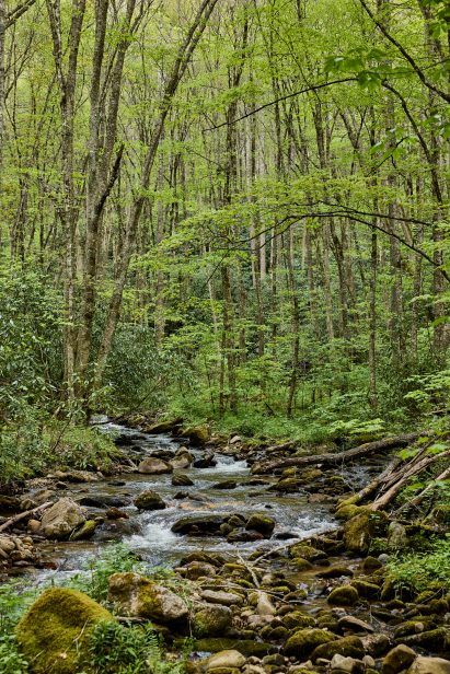 Wood landscape with a river