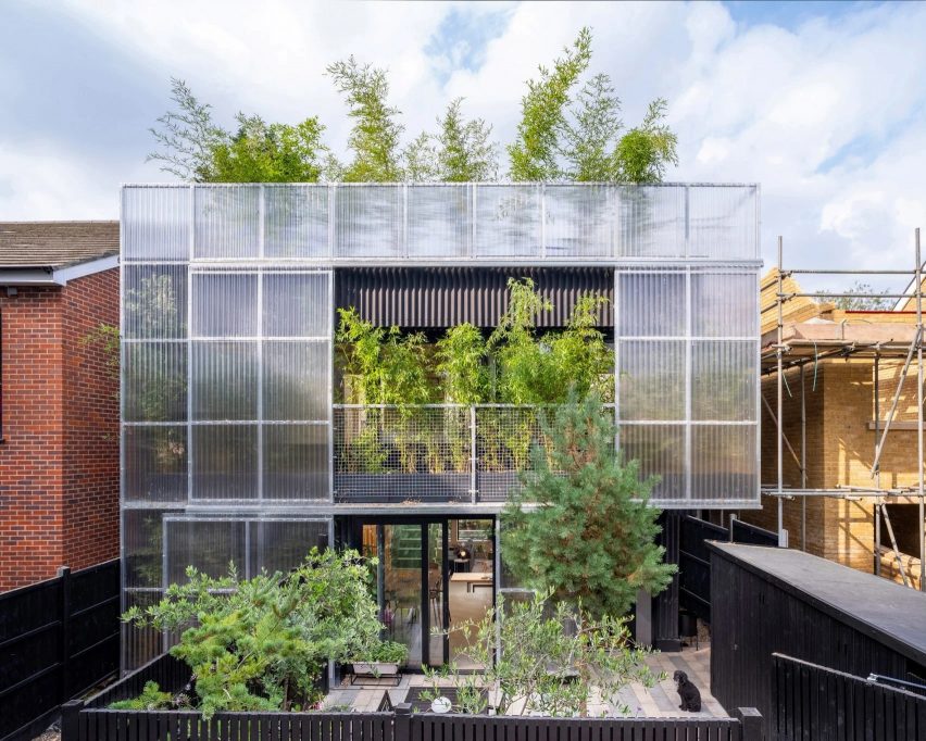 Bamboo planting behind polycarbonate facade of London home by Hayhurst and Co