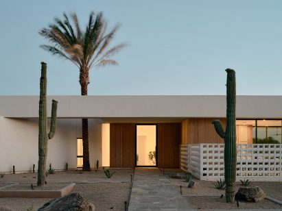 Date palm growing through the roof