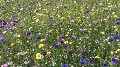 Wildflower meadow with strong biodiversity