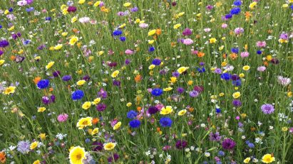 Wildflower meadow