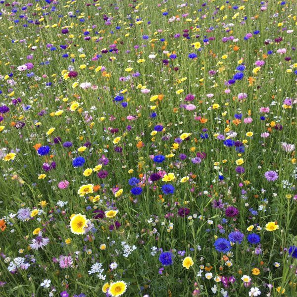 Wildflower meadow
