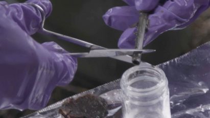 Researchers find bioplastic drinking straws intact after over a year buried underground