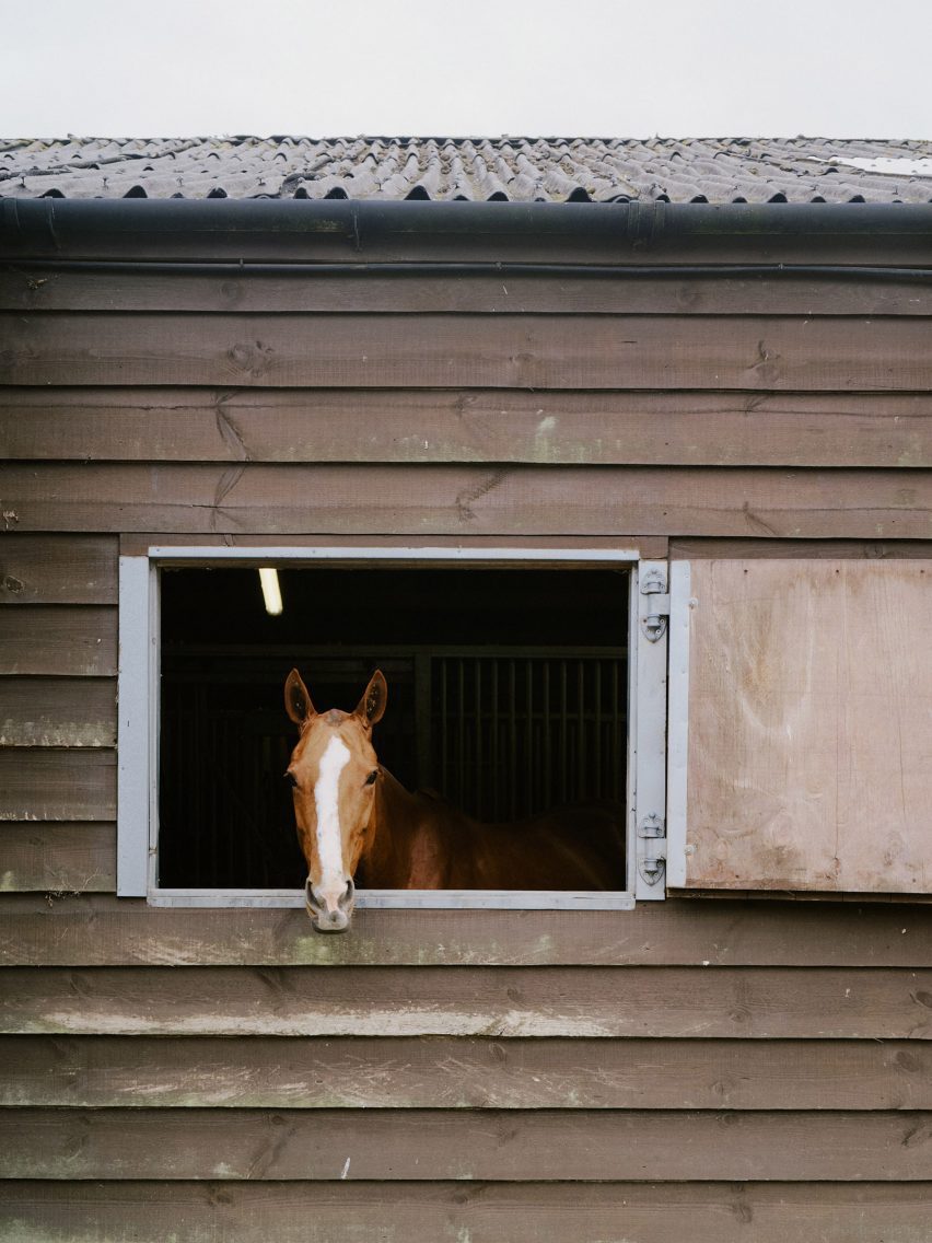 Horse in a stable