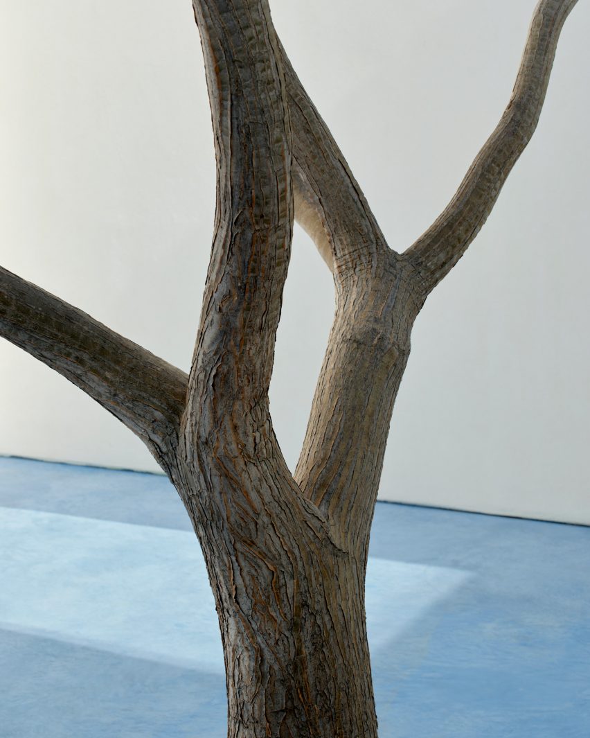 the smooth bark of a tree