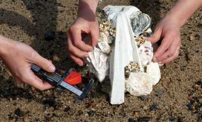 Oysters attached to the structure
