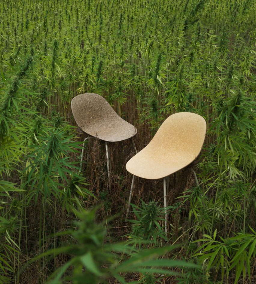 Mat chairs by Foersom & Hiort-Lorenzen and Norman Copenhagen surrounded by hemp plants