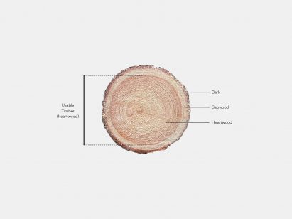 Diagram showing the different layers of timber within a cross-section of timber: heartwood taking up most of the circle from the middle, then a smaller ring of sapwood, then bark on the outside