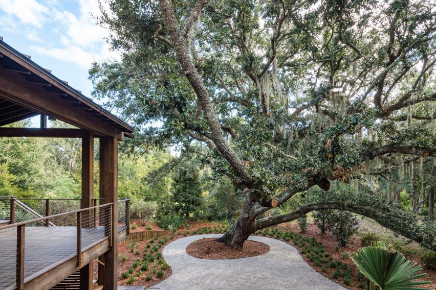 A large tree in driveway