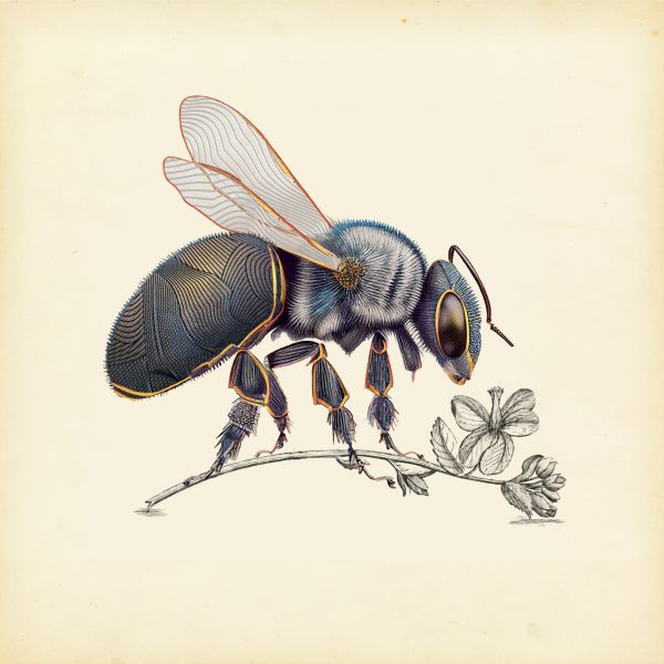 Illustration of a bee and flower