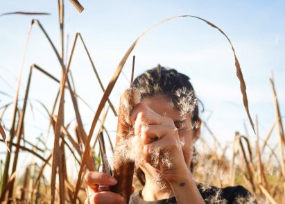 Bulrush plants used for BioPuff material