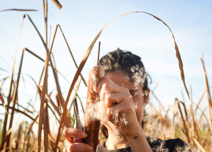 Bulrush plants used for BioPuff material