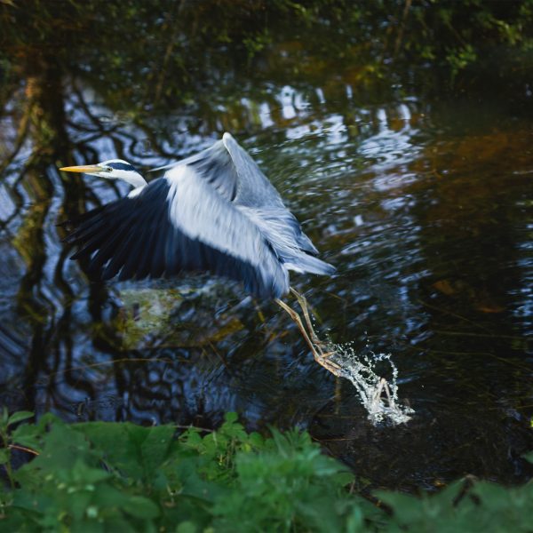 Photo of flying bird