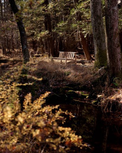 Chair in forest