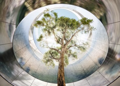 A tree in a courtyard