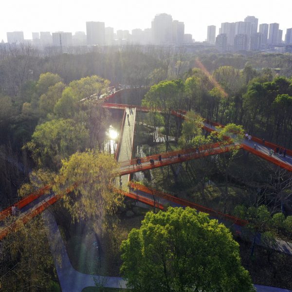 Photo of treetop walkway