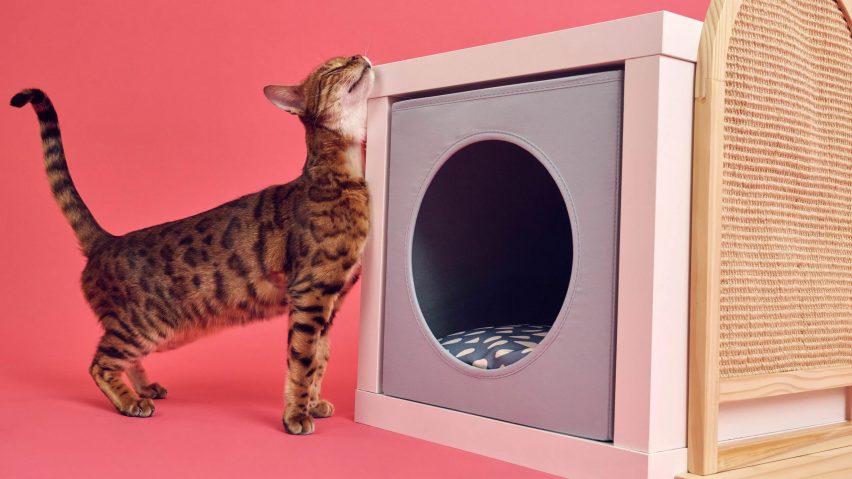 Happy cat on pink background