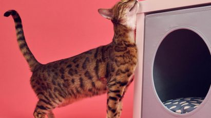 Cat with IKEA pet home