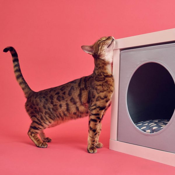 Cat with IKEA pet home