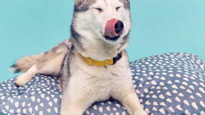 IKEA pet range