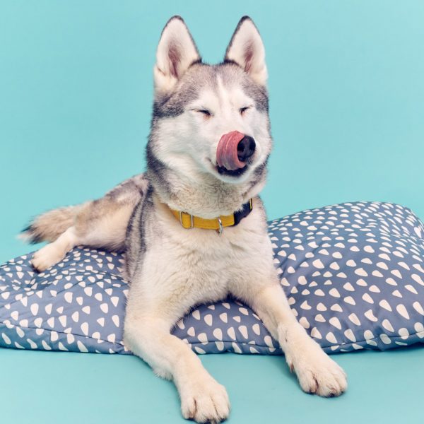 IKEA pet range