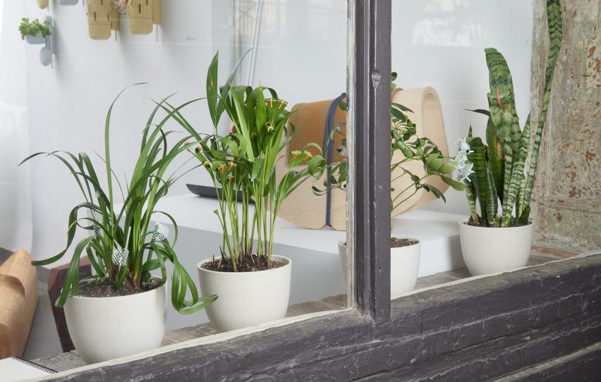 Plants in window