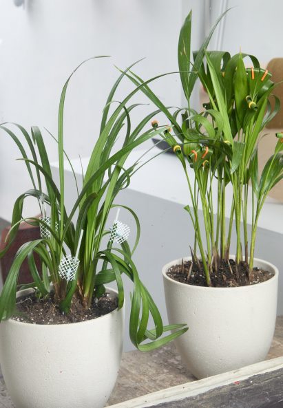 Plants