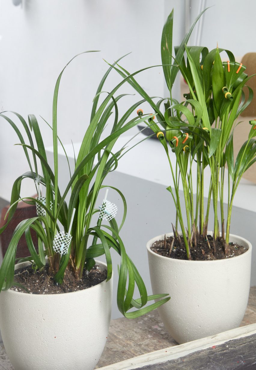 Plants