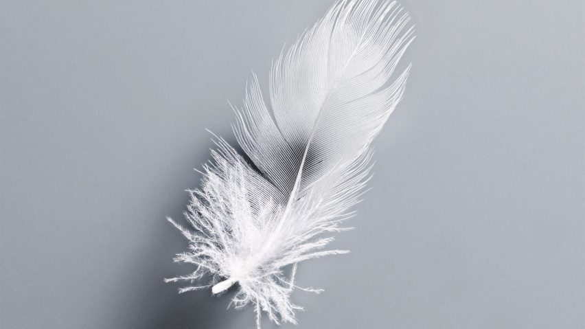Photo of a feather