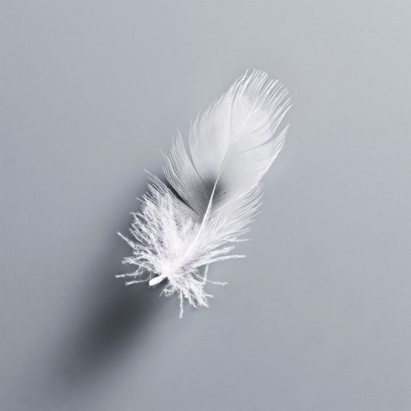 Photo of a feather