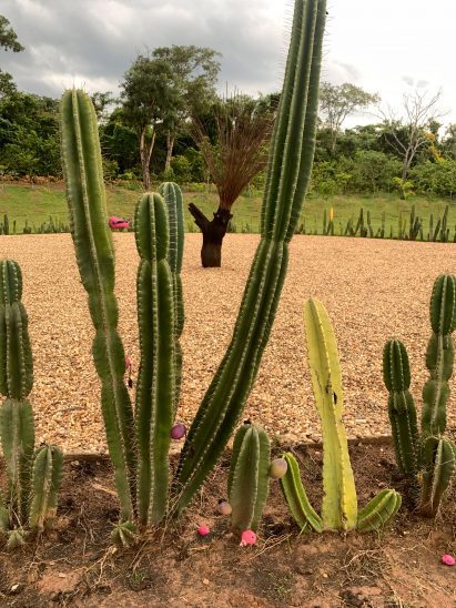 Cactus surounding ring of gravel