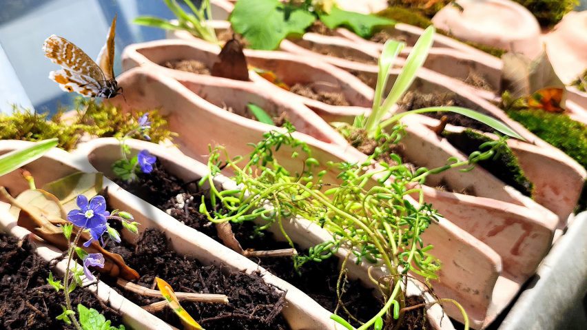 A photograph of various plant pots with green and purple plants growing in them.