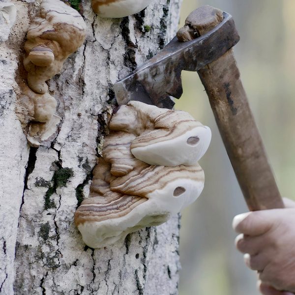 Man cutting down fungus from a tree