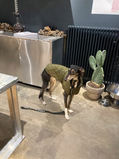 Dog in a coat