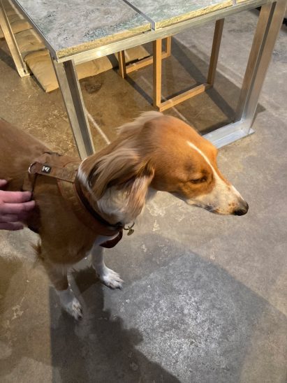 Dog in a coat by a table