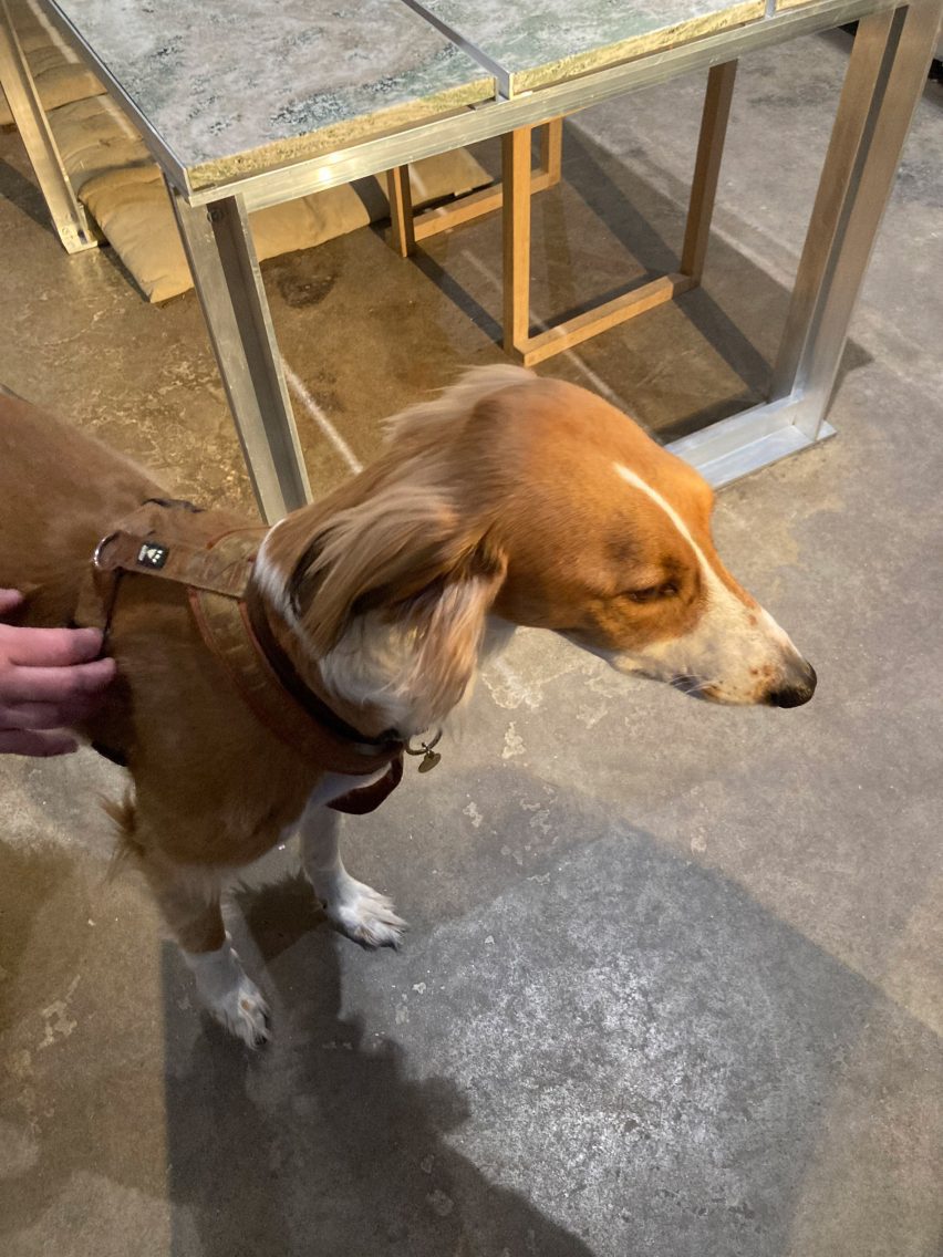Dog in a coat by a table